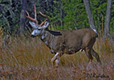 Odocoileus hemionus